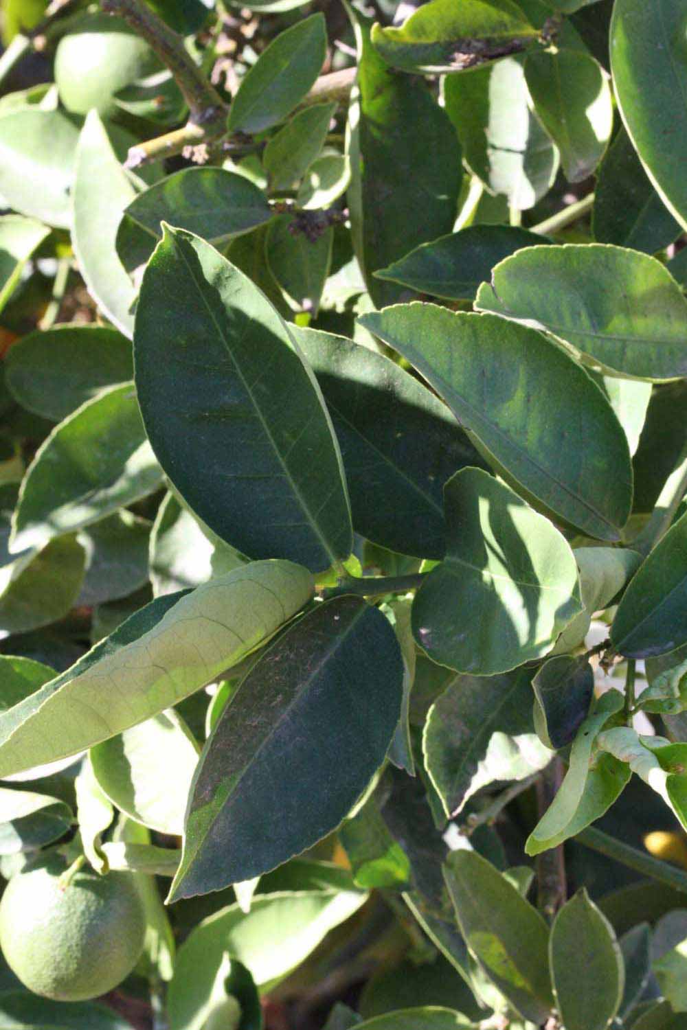              Shade leaves (Riverside, CA)       